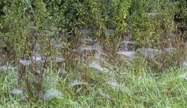 Sabahları çayırdaki çiğ taneleri