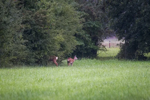 Rehe Auf Der Waldwiese Selektiver Fokus — Stockfoto