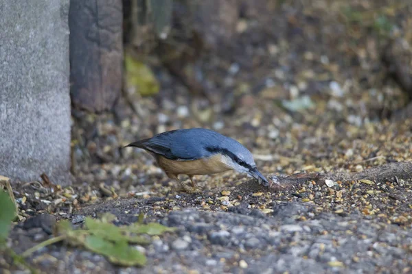 Nötväcka Marken Selektiv Fokus — Stockfoto