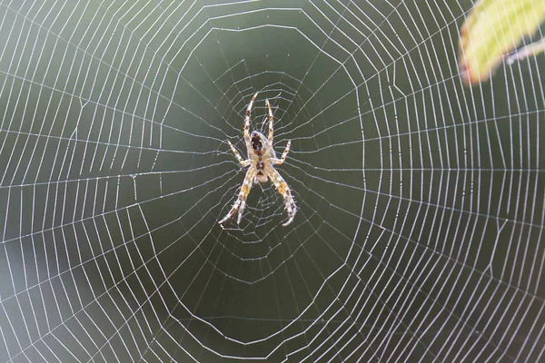 Kreuzspinne Spinnennetz Selektiver Fokus — Stockfoto