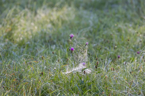 Teias de aranha em orvalho de manhã em um prado — Fotografia de Stock