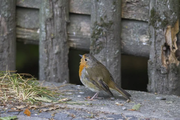 Robin Voor Het Hek Grond Selectieve Focus — Stockfoto