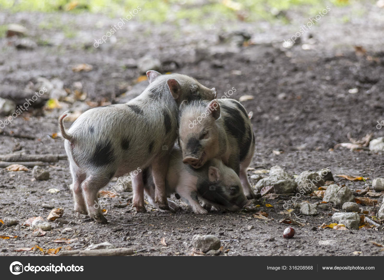 Animals playing mud写真素材、ロイヤリティフリーAnimals playing mud画像|DepositPhotos, image size:1600x1167