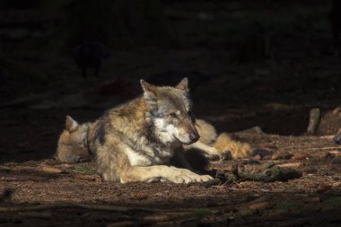 Ormanda güneş ışığında dinlenen kurtlar, seçici bir odak noktası.