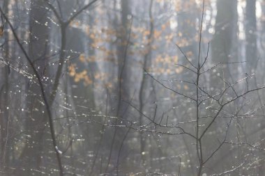 Damlalar güneş ışığında dallara parıldar.