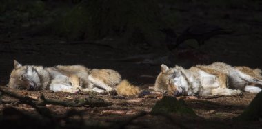 Ormanda güneş ışığında dinlenen kurtlar, seçici bir odak noktası.