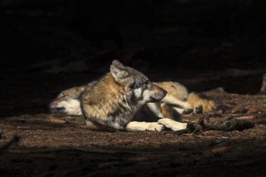 Ormanda güneş ışığında dinlenen kurtlar, seçici bir odak noktası.