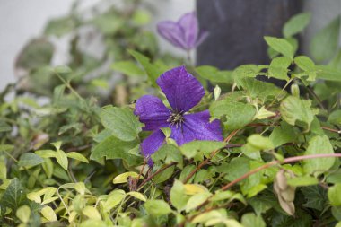 Blossom of clematis with raindrops, selective focus clipart