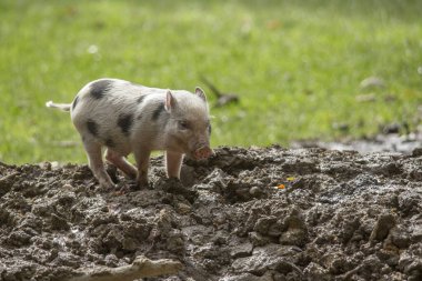 evcil domuz bebek, seçici odaklanma