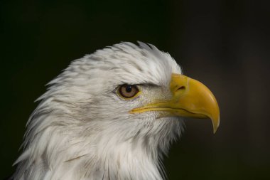 Yırtıcı kuşun portresi, seçici odak