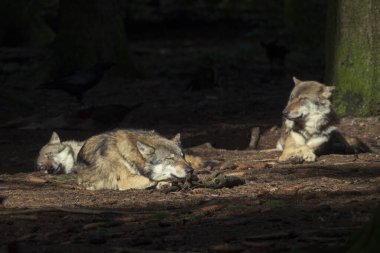 Ormanda güneş ışığında dinlenen kurtlar, seçici bir odak noktası.