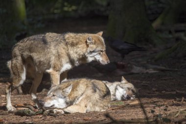 Ormanda güneş ışığında dinlenen kurtlar, seçici bir odak noktası.