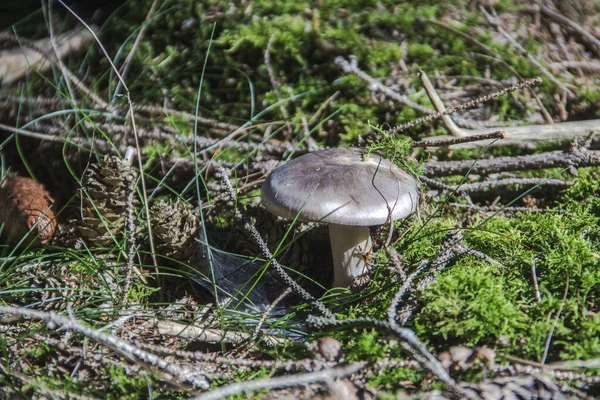 Грибы Естественном Месте Лесу — стоковое фото