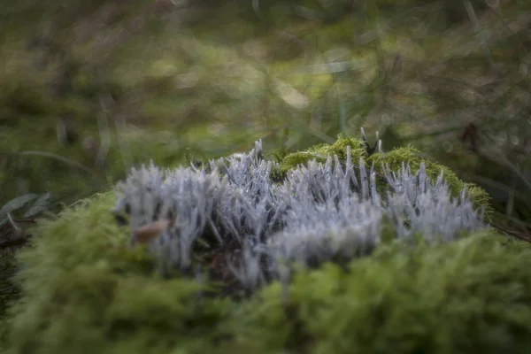 Svamp Skogen Selektivt Fokus — Stockfoto