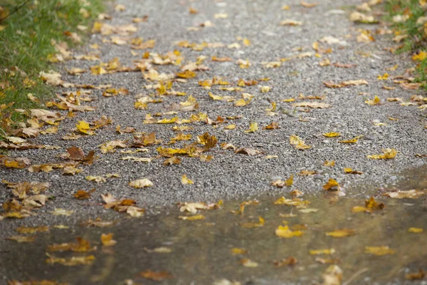 Ścieżka Leśna Jesiennymi Liśćmi Słoneczny Dzień — Zdjęcie stockowe