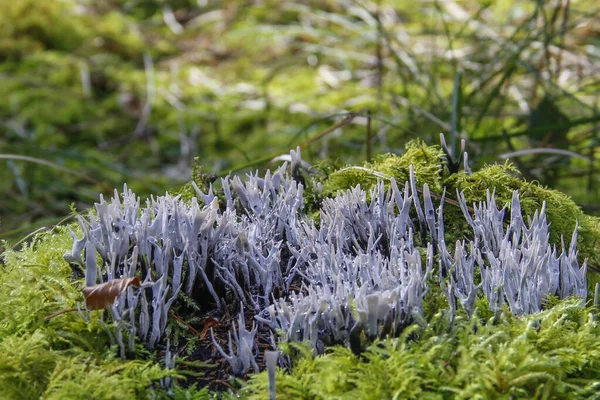 Svamp Skogen Selektivt Fokus — Stockfoto