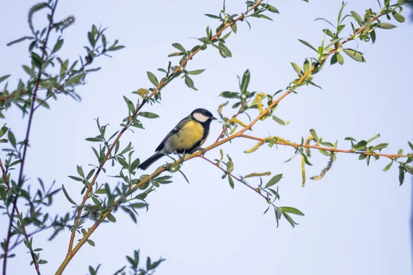 Grande Tit Ramo Salgueiro Foco Seletivo — Fotografia de Stock