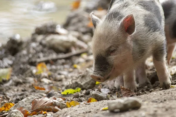 pig babies playing in mud, selective focus