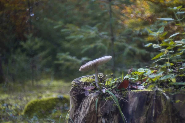 Champignons Emplacement Naturel Dans Forêt — Photo