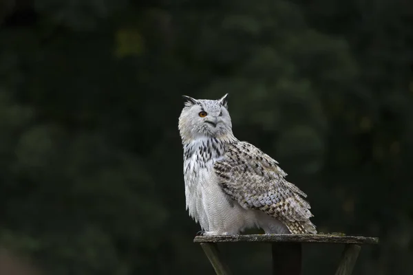 Schneeeule Selektiver Fokus — Stockfoto