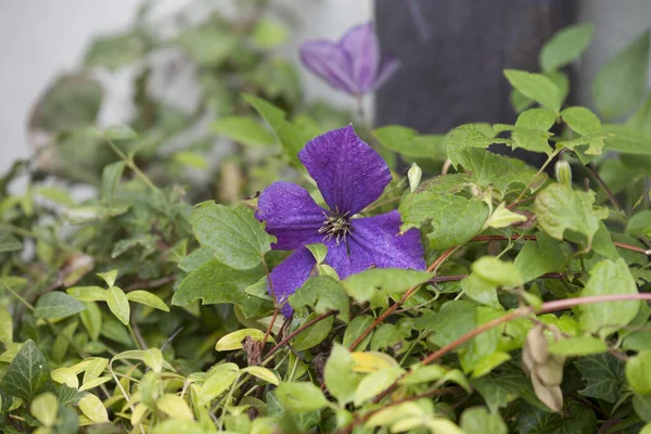 Bloesem Van Clematis Met Regendruppels Selectieve Focus — Stockfoto