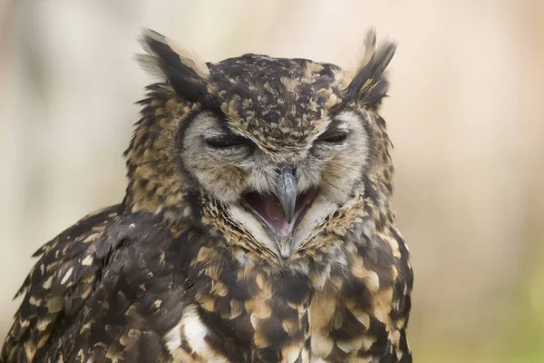 Wildkauz Selektiver Fokus — Stockfoto