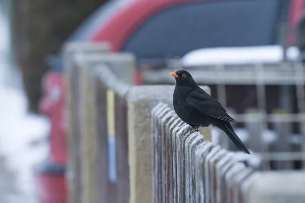 Amsel Holzzaun Selektiver Fokus — Stockfoto