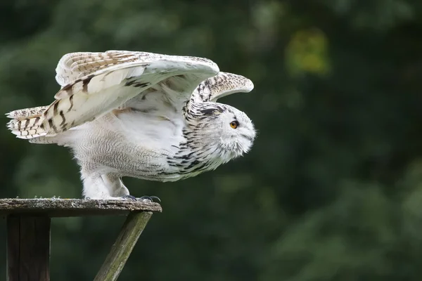 Hibou Des Neiges Vol Aux Ailes Déployées — Photo