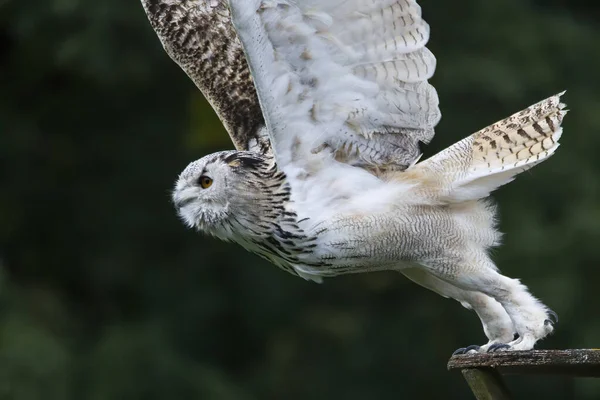 Snowy Owl Flight Outstretched Wings — Stock Photo, Image
