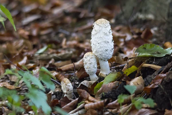 Pilze Natürlichen Standort Wald — Stockfoto