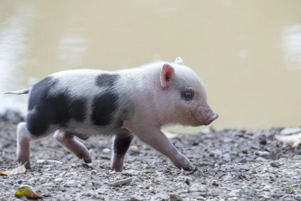 Bebé Cerdo Doméstico Enfoque Selectivo — Foto de Stock