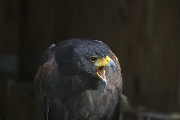 Tête Faucon épaules Face Vers Avant Profil Avec Fond Noir