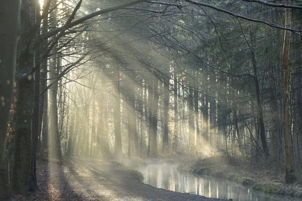 Mgła Rośnie Słoneczny Zimowy Poranek Creek Dróg Leśnych — Zdjęcie stockowe