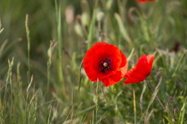 Çiçekli mısır gelinciği çayırda