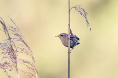 Çimenlerin üzerinde şarkı söyleyen kırmız çalılar