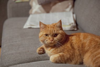 Uyuyan kızıl saçlı İngiliz kısa hava kedisi bir yastığa uzanıyor ve uyuyor.