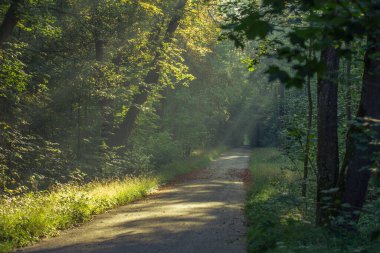 Sonbahar yolunda güneş parlar.