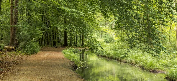 Ormanda karanlık bir yol