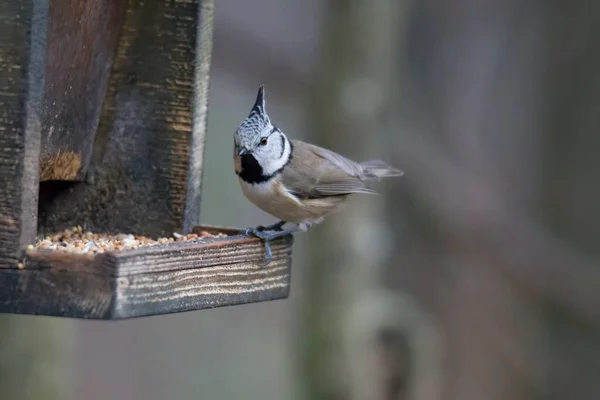 Crested Tit Woods Branch — Stock Photo, Image