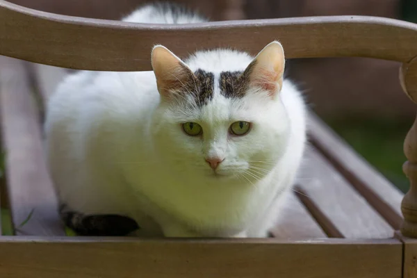 Bílá Kočka Sedí Zahradní Lavičce — Stock fotografie