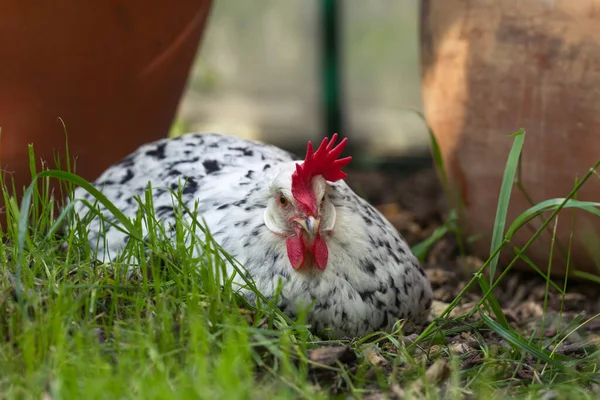 Orpington tavuğu ev bahçesinde oturuyor