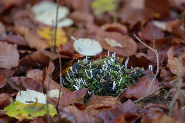 Champignons Leur Emplacement Naturel Dans Forêt — Photo