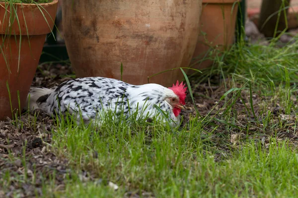 Pollo Orpington Está Sentado Jardín Casero — Foto de Stock