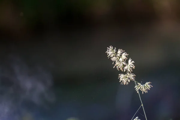 Pollen Leválik Egy Fűszálról — Stock Fotó