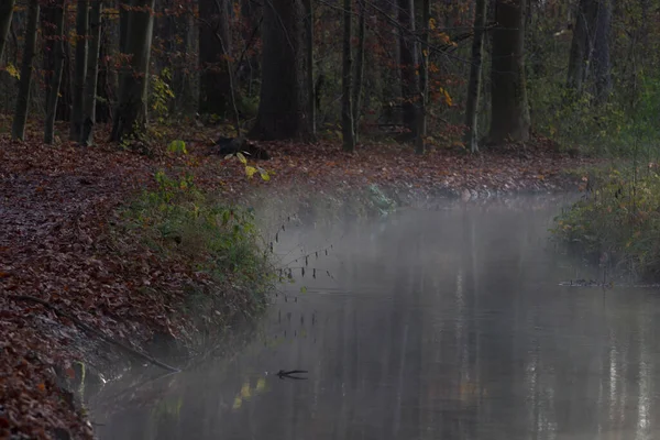 Nebbia Sorge Una Soleggiata Mattina Inverno Torrente Sulla Strada Forestale — Foto Stock