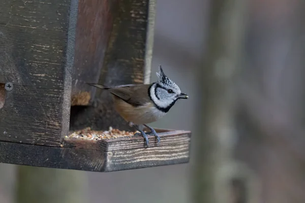 Mésange Crête Dans Les Bois Sur Une Branche — Photo