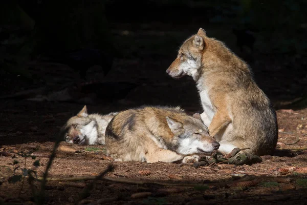 Lobos Descansan Rayo Sol Bosque — Foto de Stock