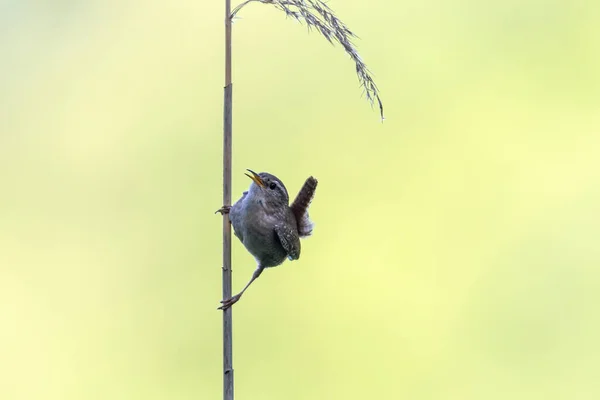 Wren Singing Blade Grass — стоковое фото