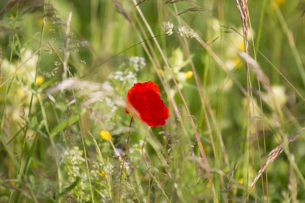 Fleur Pavot Maïs Dans Une Medow — Photo