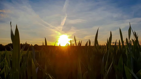 Puesta Sol Sobre Campos Agrícolas Cerca Bergheim —  Fotos de Stock